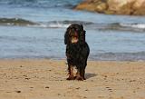 KING CHARLES SPANIEL 090
